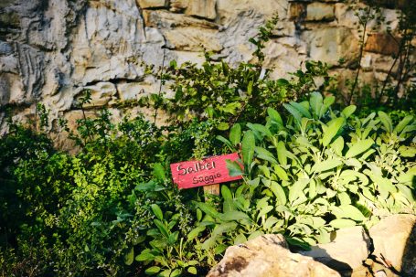 Rote Beschilderung inmitten von grünen Pflanzen an einer Steinmauer.